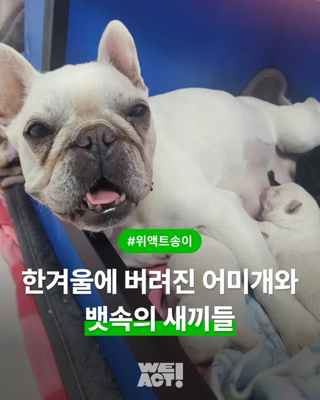 한겨울에 버려진 어미개와 뱃속의 새끼들