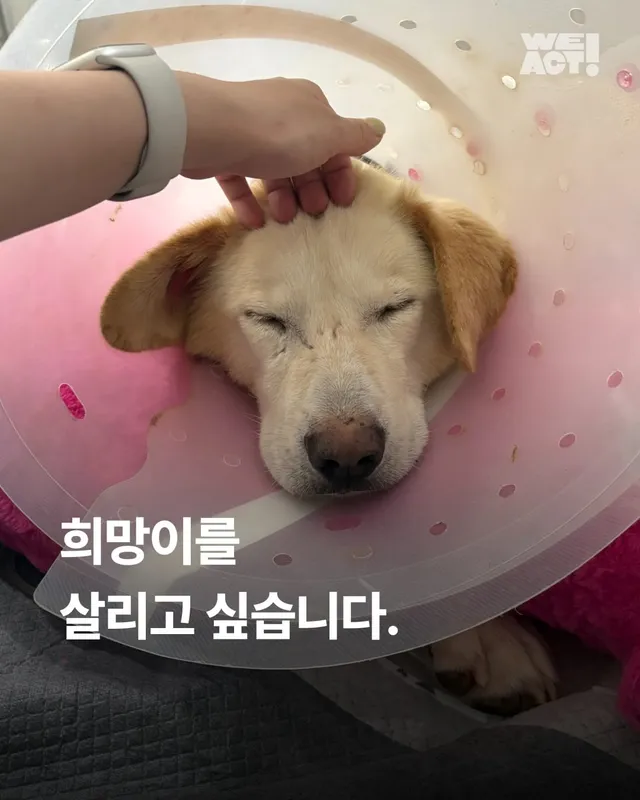 희망이를 살리고 싶습니다