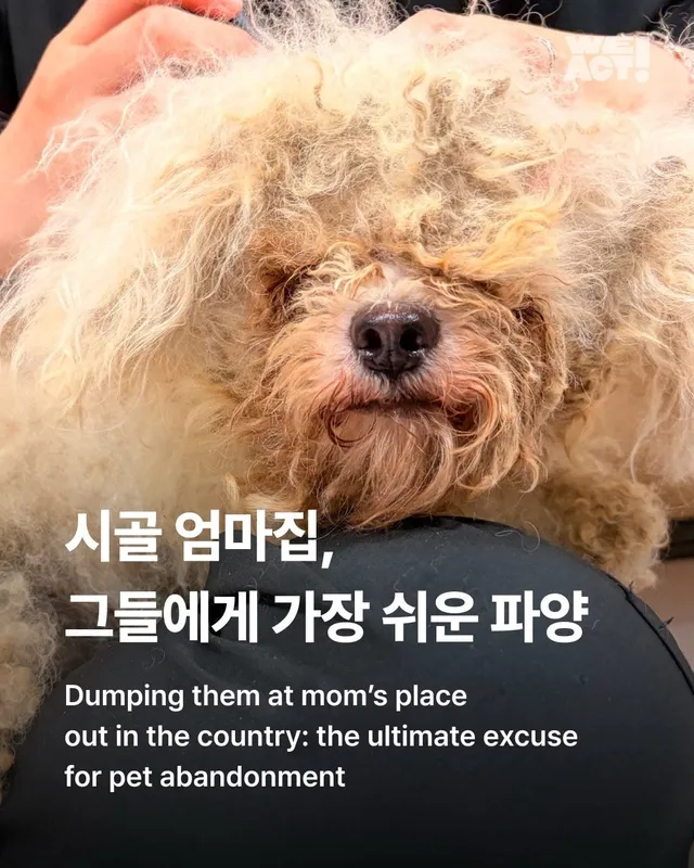 시골 엄마집, 그들에게 가장 쉬운 파양