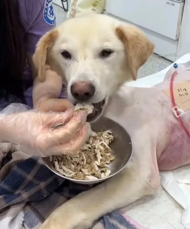 희망이의 몸을 무겁게 짓누르던 암 덩어리를 제거했습니다.