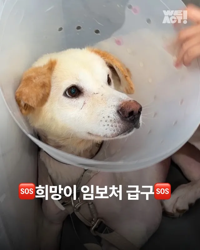 희망이 임보처 급구
