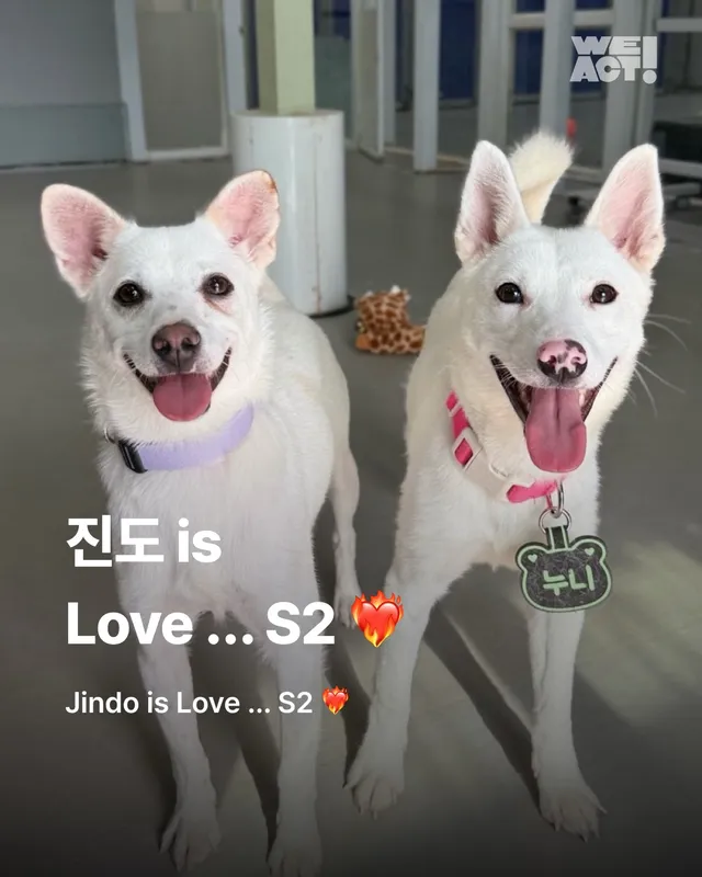 진도is 러브