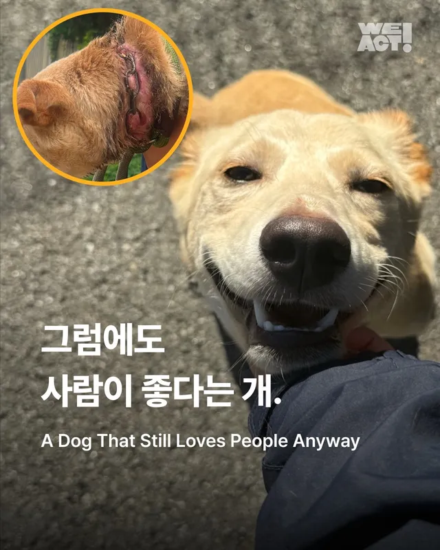 그럼에도 사람이 좋다는 개