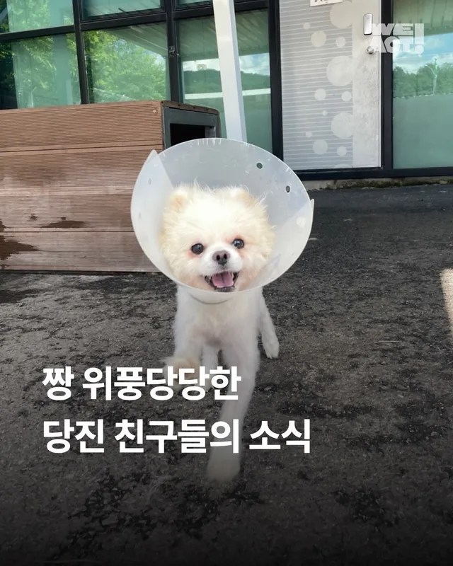 짱 위풍당당한 당진친구들 소식