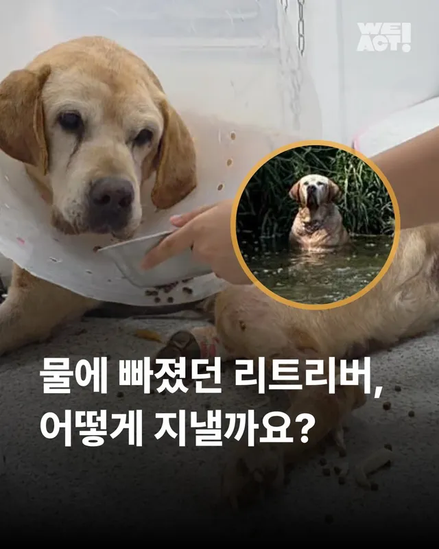 물에 빠졌던 리트리버 어떻게 지내고 있을까