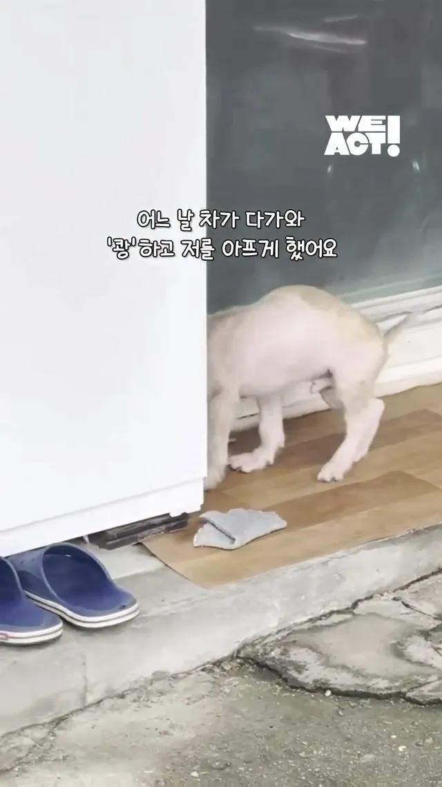 아파도 꼬리를 흔들던 3개월 아기 강아지
