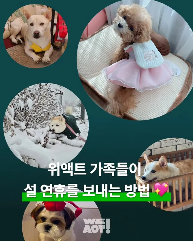 위액트 가족들이 설 연휴를 보내는 방법