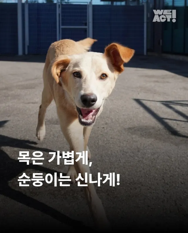 목은 가볍게, 순둥이는 신나게