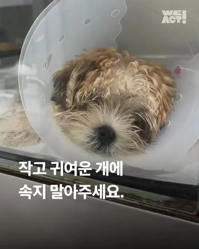 작고 귀여운 개에 속지말아주세요