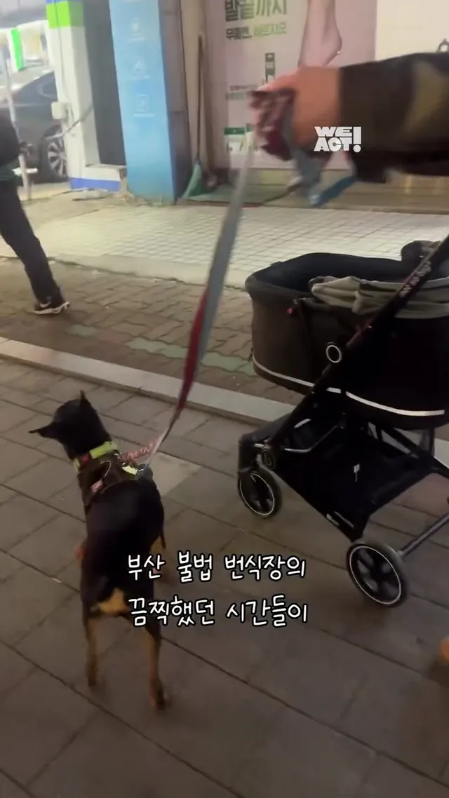 녹스네로부터 온 소식