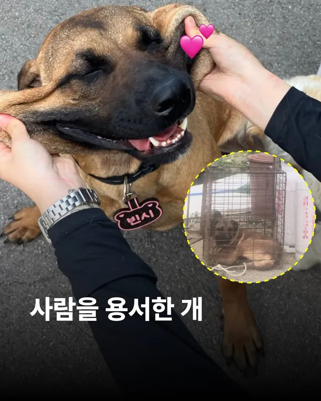 사람을 용서한 개