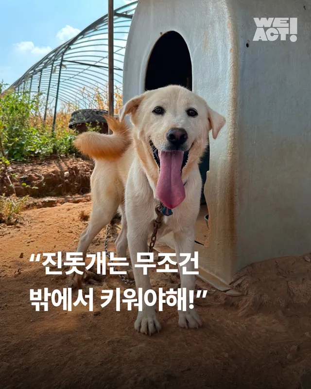 진돗개는 무조건 밖에서 키워야 해!
