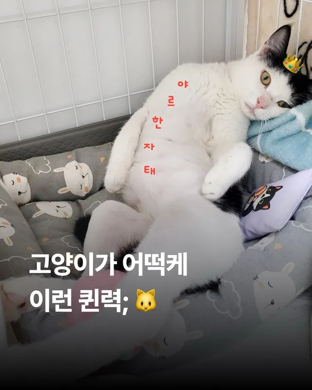 고양이가 어쳐� 이런 퀀력;