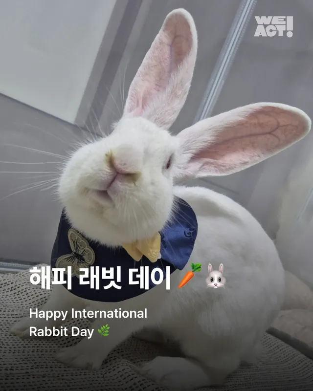 해피래빗데이