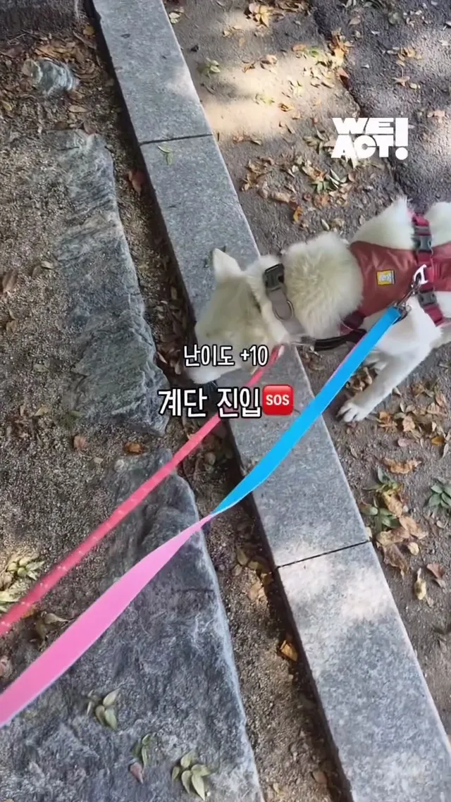 뛰뛰! 초보 산책입니다. 🔰🐾