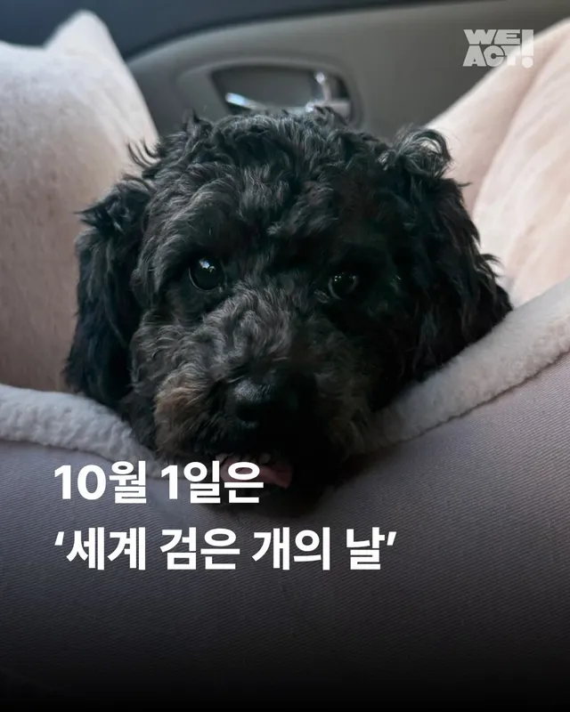 10월 1일은 ‘세계 검은 개의 날’ 🐾
