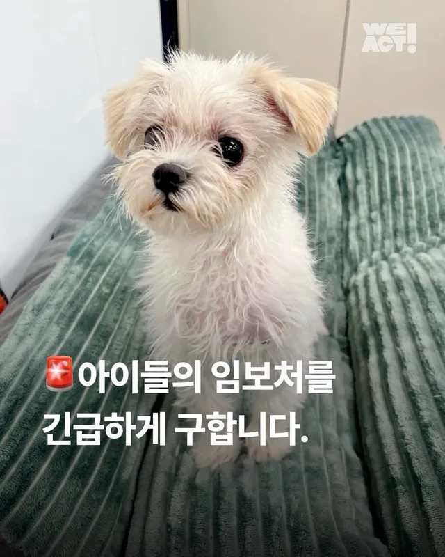 아이들의 임보처를 찾습니다