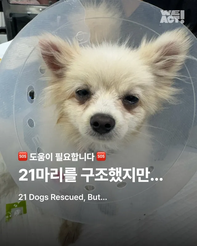 21마리를 구조했지만..