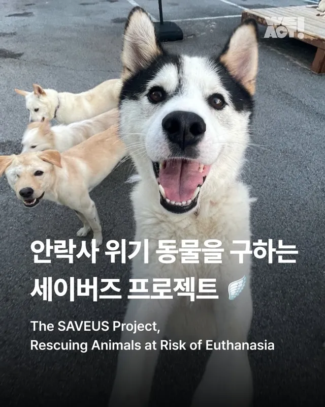안락사위기동물을 구하는 세이버즈 프로젝트