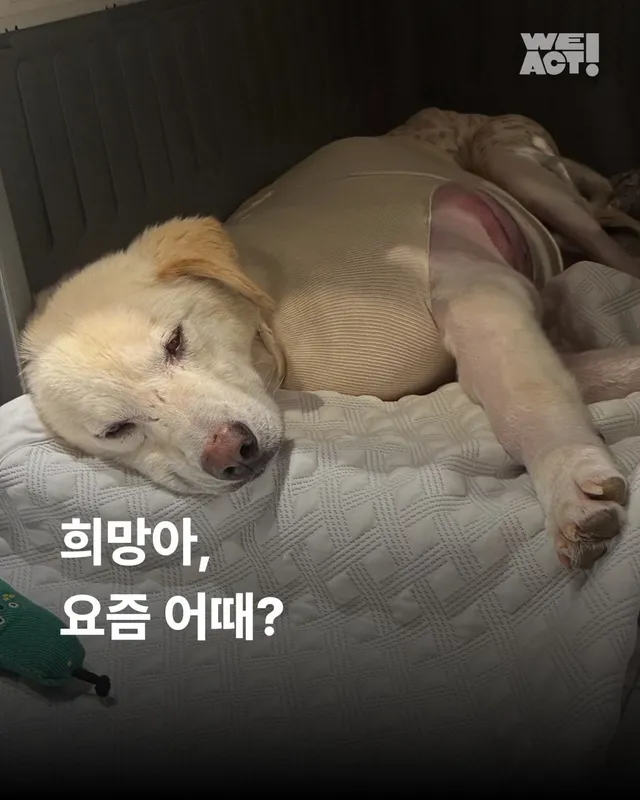 희망아 요즘 어때?