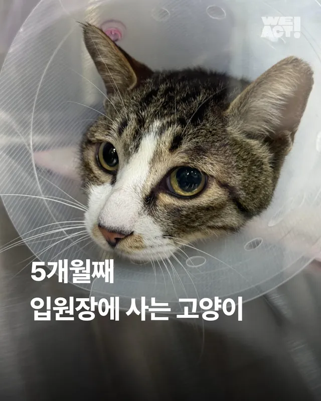 5개월째 입원장에 사는 고양이