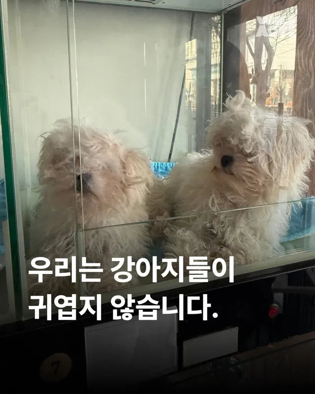 우리는 이 강아지들이 귀엽지 않습니다.