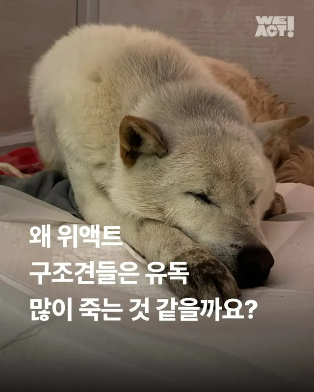 왜 위액트 구조견들은 유독 많이 죽는 것 같을까요?