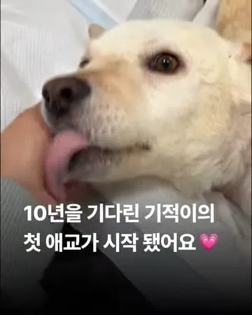 10년을 기다린 기적이의 애교가 시작됐어요