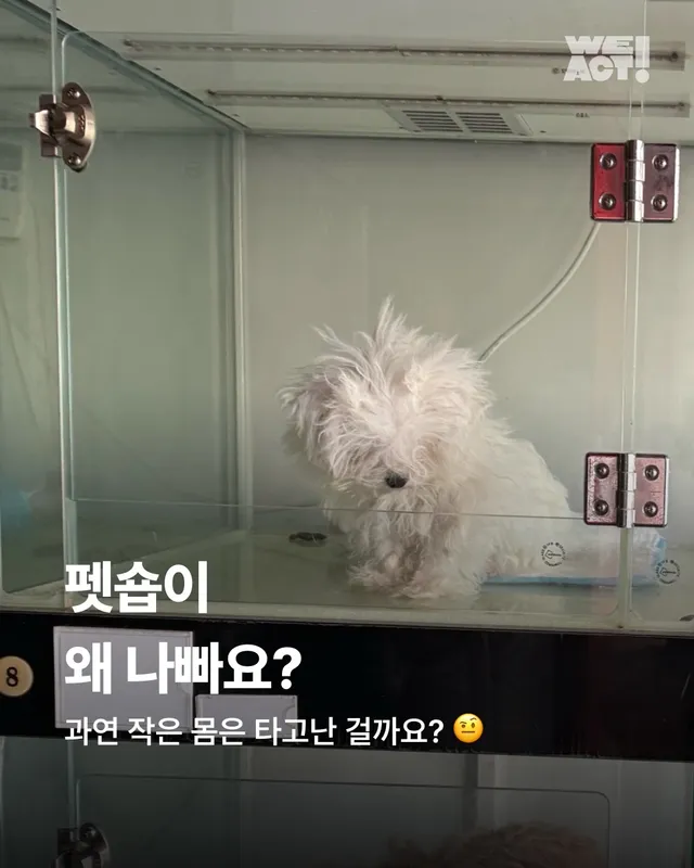 펫숍이 왜 나빠요? (1)