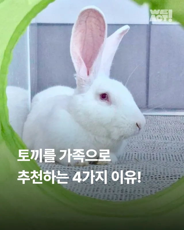 토끼를 가족으로 추천하는 4가지 이유!