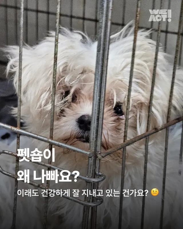 펫숍이 왜 나빠요? (2)