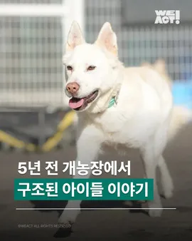 5년전 개농장에서 구조된 아이들 이야기