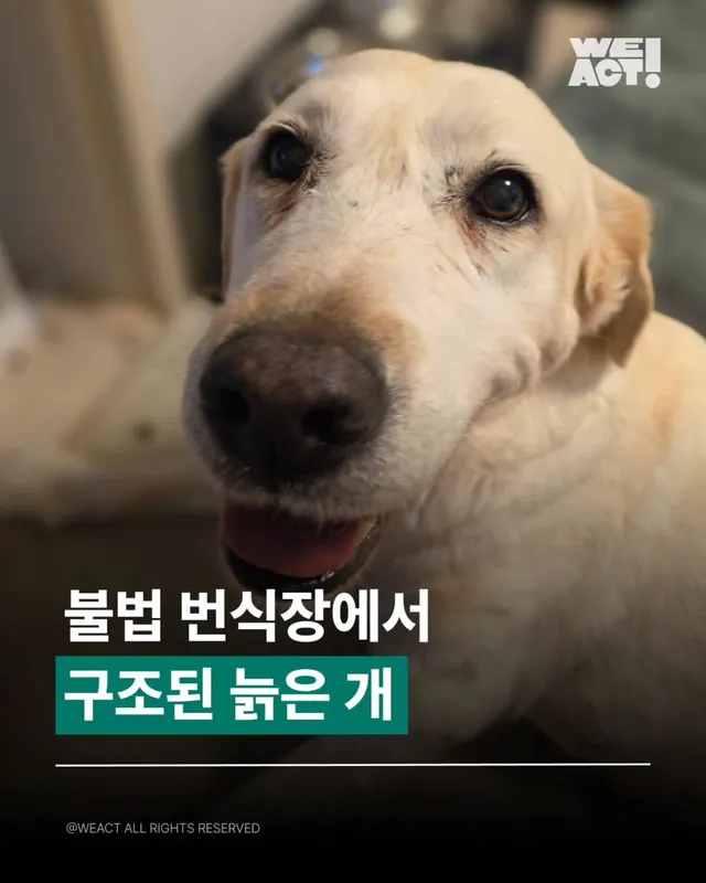 몇번이고 다시 일어나! 위액트후후 소식