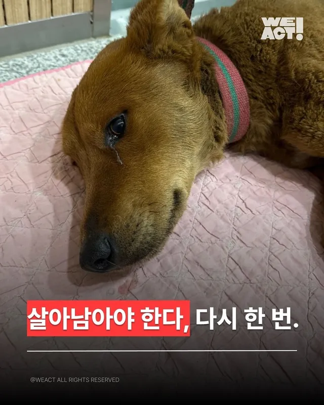 살아남아야 한다, 다시 한 번