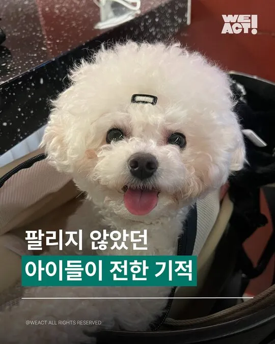 팔리지 않았던 아이들이 전한 기적