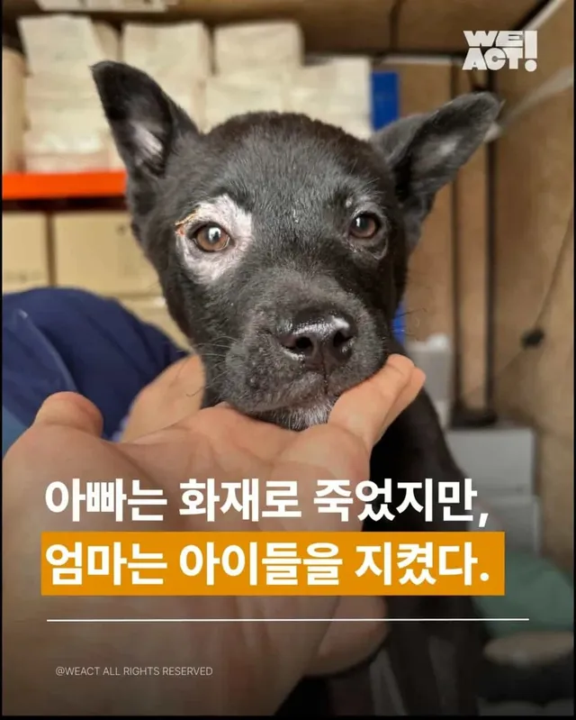 아빠는 떠났지만... 엄마는 아이들을 지켜냈습니다.