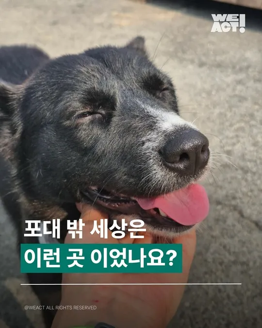 포대자루유기견