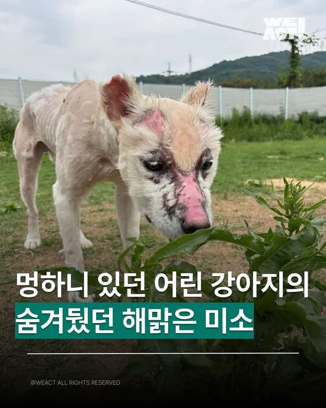 멍하니 있던 어린 강아지의 숨겨뒀던 해맑은 미소