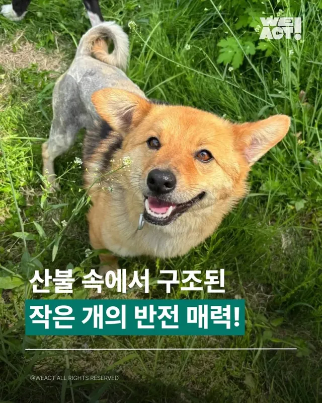 산불 속에서 구조된 #위액트로다 의 반전 매력 이야기