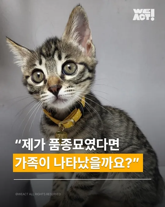 위액트 리타