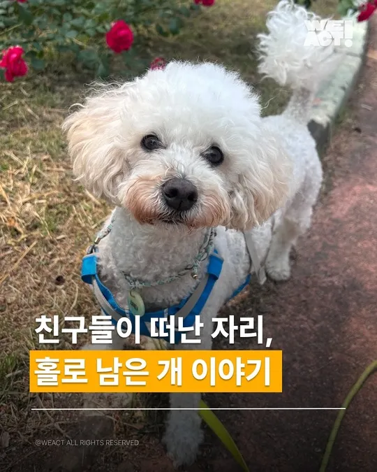 성주허가번식장-위액트 비타