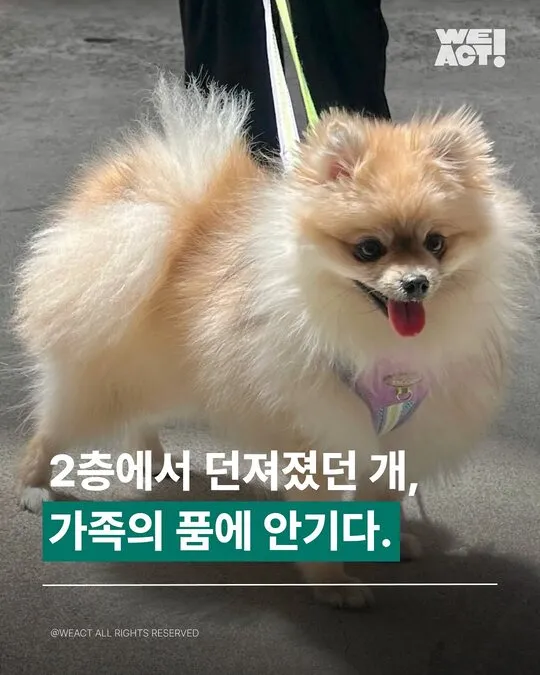 2층에서 던져진 개 - 위액트 꼬모