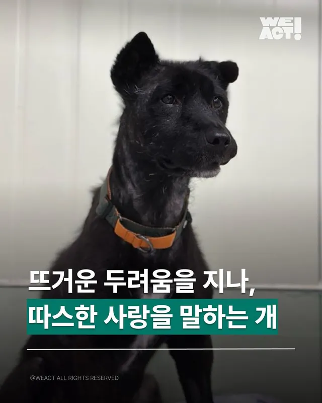 뜨거운 두려움을 지나, 따스한 사랑을 말하는 개.