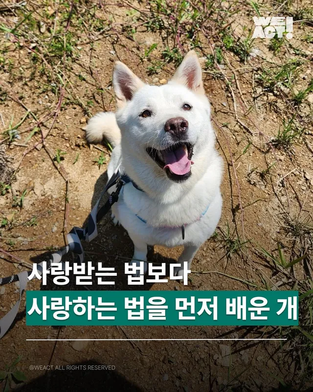 사랑받는 법보다, 사랑하는 법을 먼저 배운 개