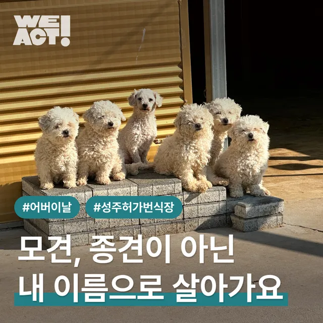 모견, 종견이 아닌 내 이름으로 살아가요.