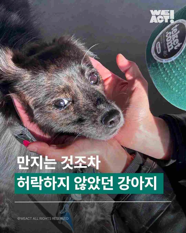 외양간에 방치된 아이들 - 위액트 페퍼