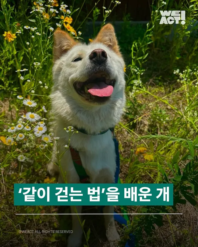 ‘같이 걷는 법’을 배운 개, 이제는 ‘같이 살아가는 법’을 배울래요.