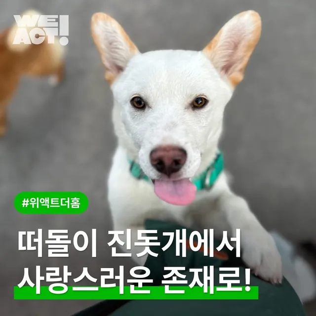 떠돌이 진돗개에서 사랑스러운 존재로!