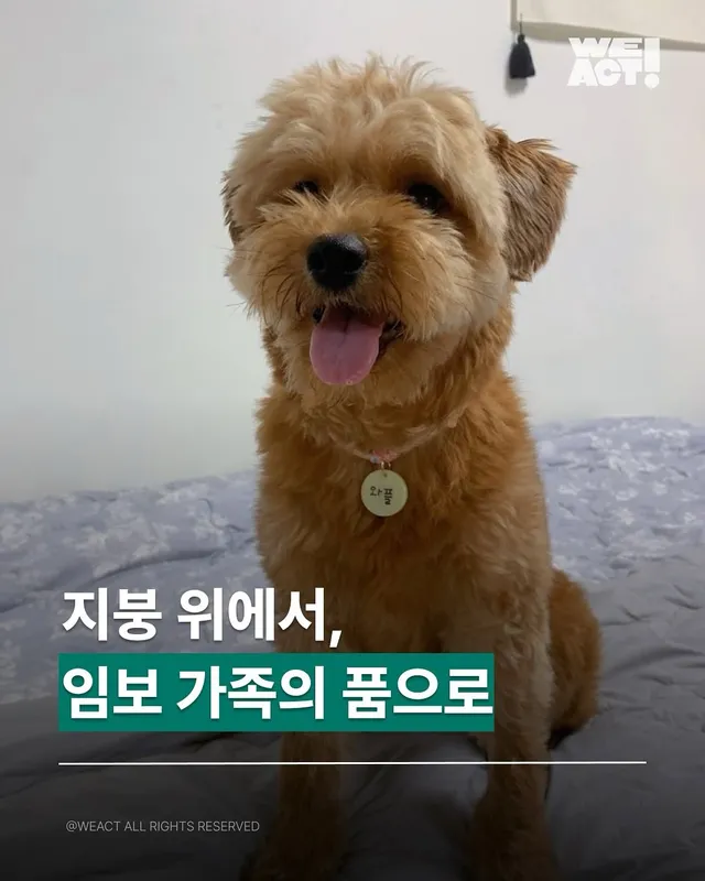지붕위에 갇힌 개 - 위액트 와플