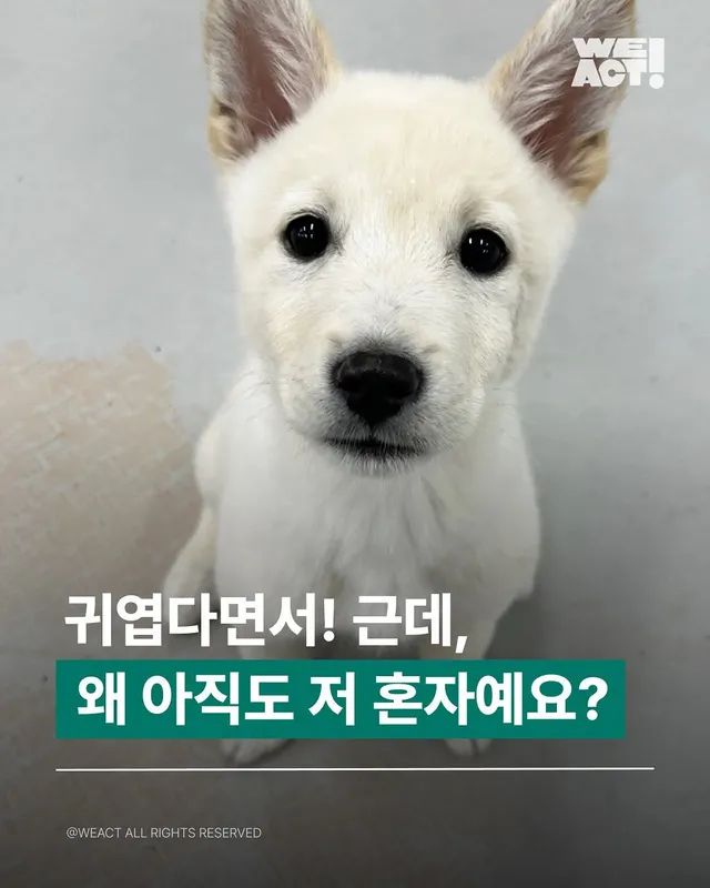 위액트 밀키, 위액트 토프